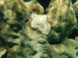 Image of Mountainous Star Coral