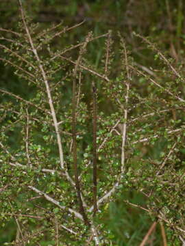 Image of Coprosma parviflora Hook. fil.