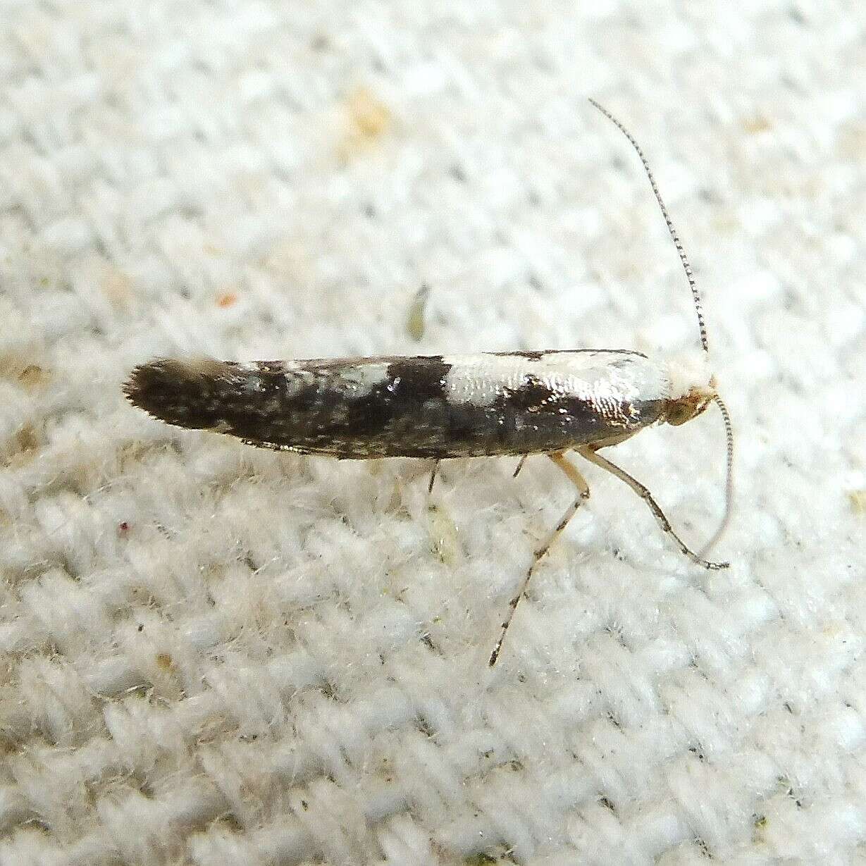 Imagem de Argyresthia conjugella Zeller 1839