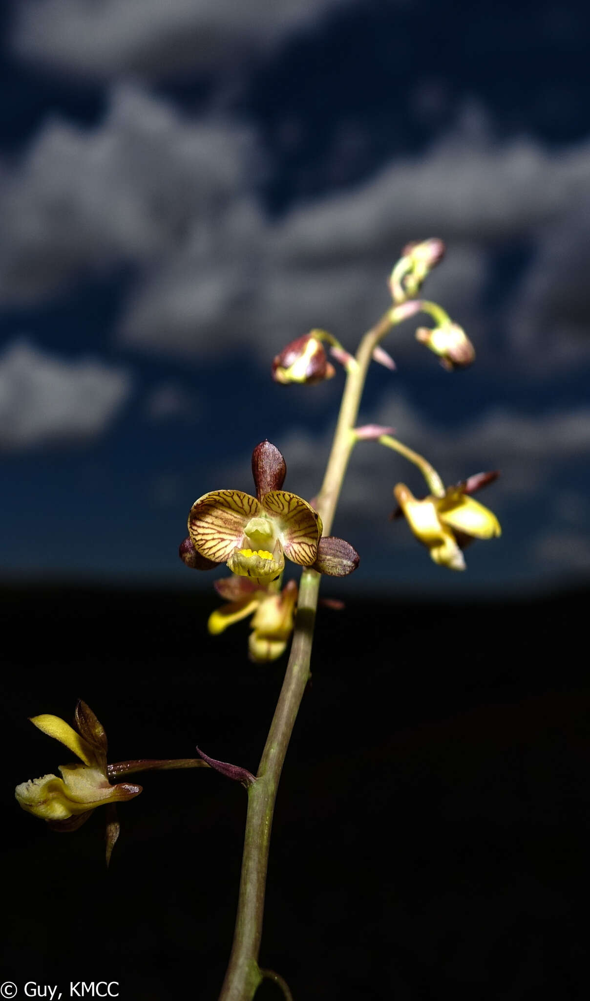 Eulophia reticulata Ridl.的圖片