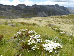 Veronica hectorii subsp. coarctata (Cheesem.) Garn.-Jones resmi