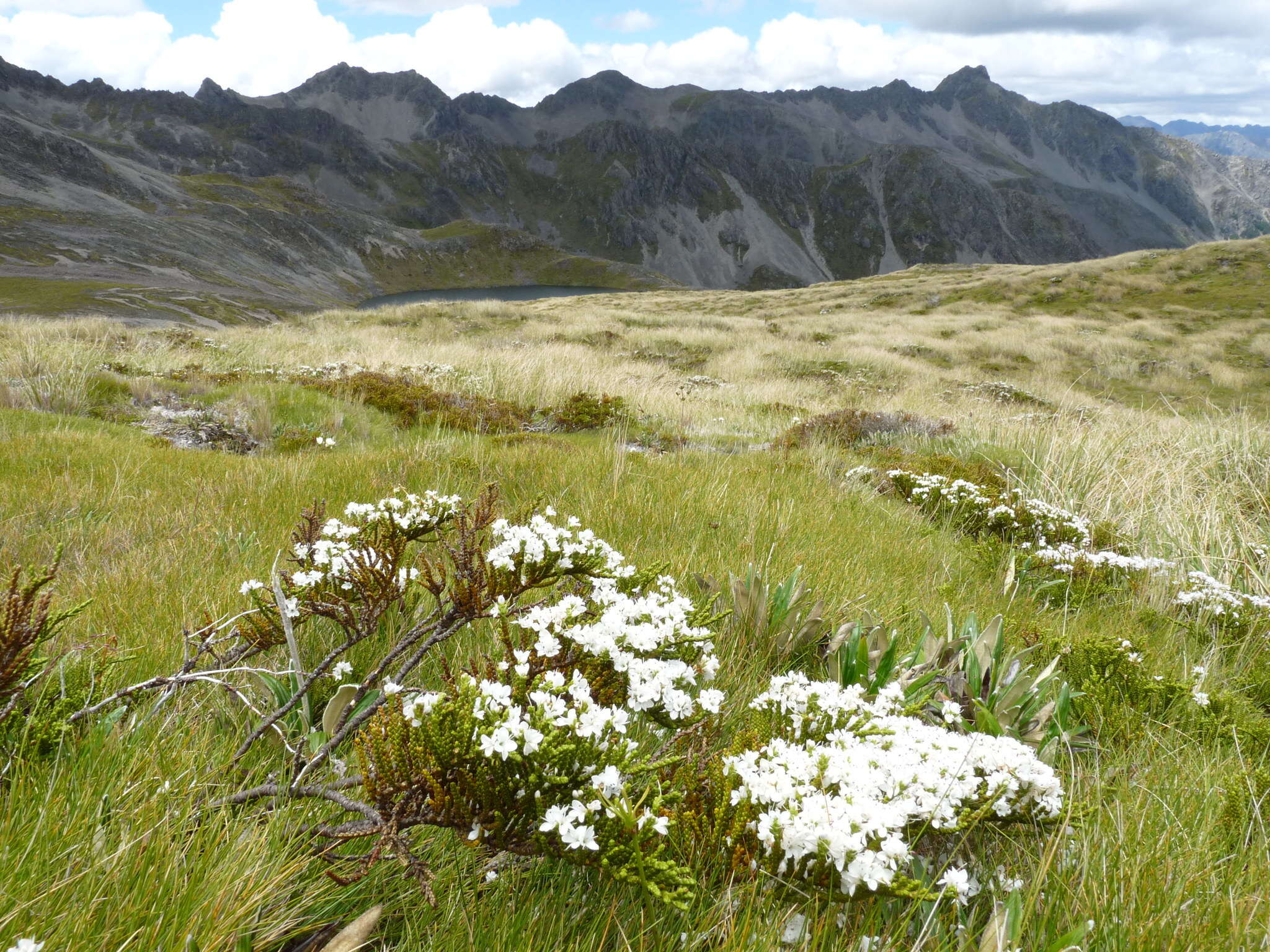 Sivun Veronica hectorii subsp. coarctata (Cheesem.) Garn.-Jones kuva