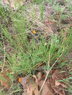 Image of tufted poppy