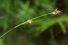 Image of Rhynchospora fujiiana Makino