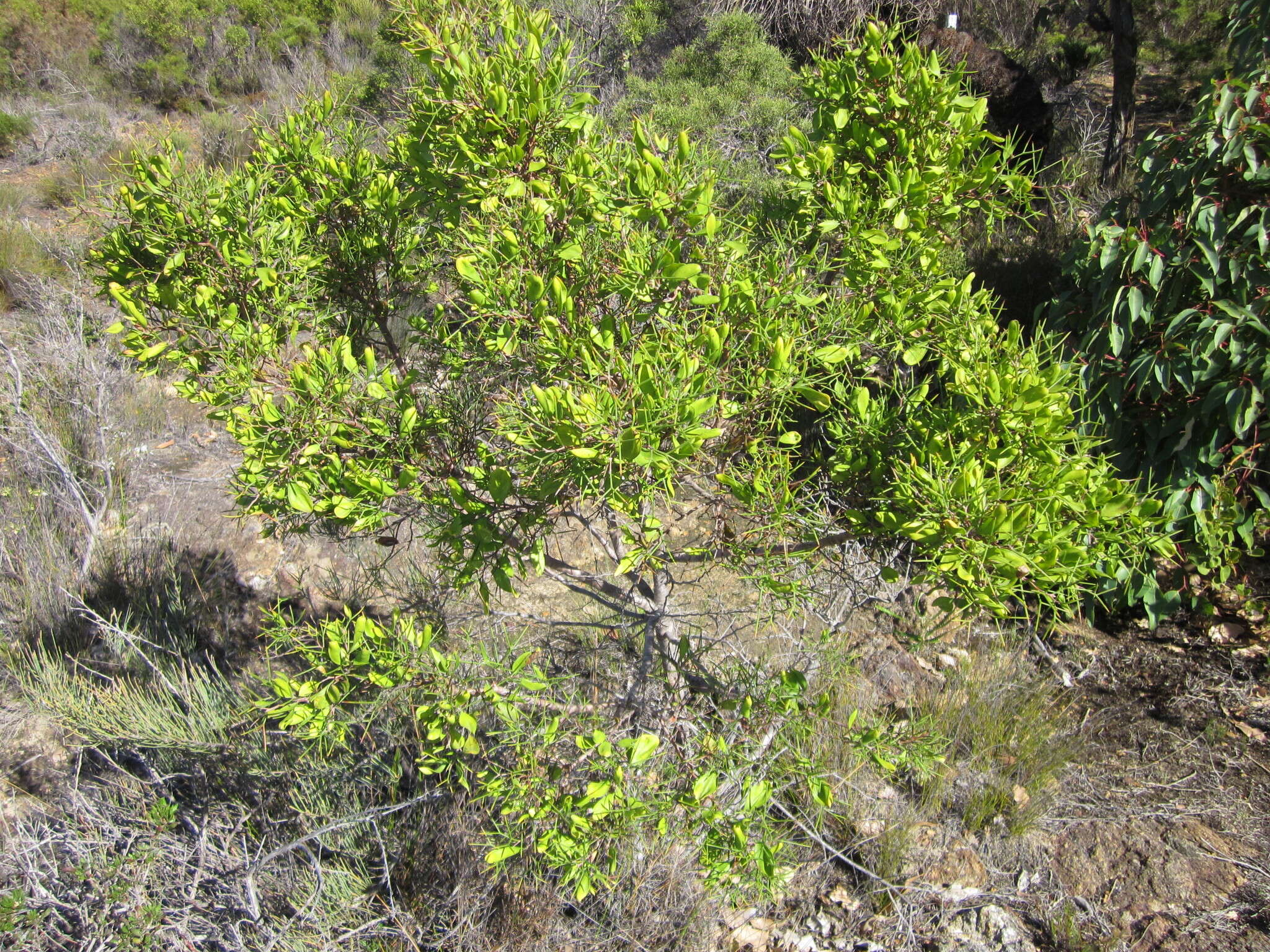 Image de Hakea trifurcata (Sm.) R. Br.