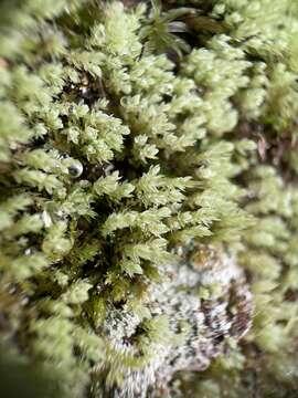 Image of Opal Thread-moss