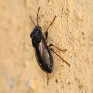 Image of <i>Geocoris ater</i>