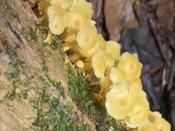 Image of Tricholomopsis aurea (Beeli) Desjardin & B. A. Perry 2017