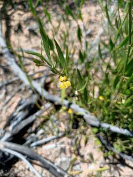 Image of Goodenia varia R. Br.