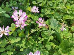 Sivun Astragalus sinicus L. kuva