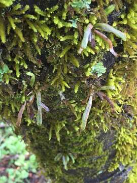 Notogrammitis angustifolia (Jacq.) Parris的圖片