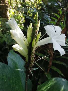 Image of Ruellia proxima Lindau