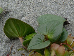 Image of Dioscorea fastigiata Gay