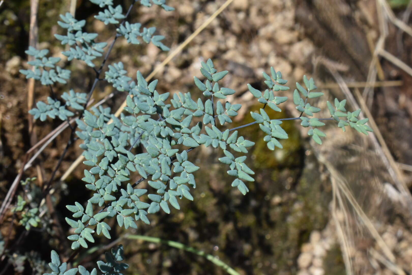 Image of southwestern false cloak fern