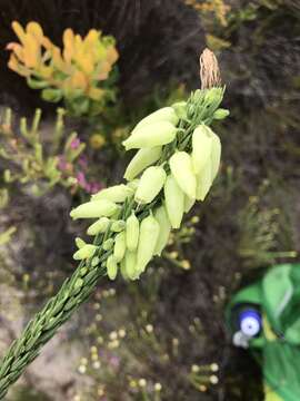 Image of Erica filipendula Benth.