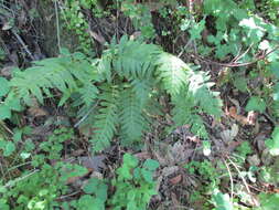 Polypodium calirhiza S. A. Whitmore & A. R. Smith的圖片