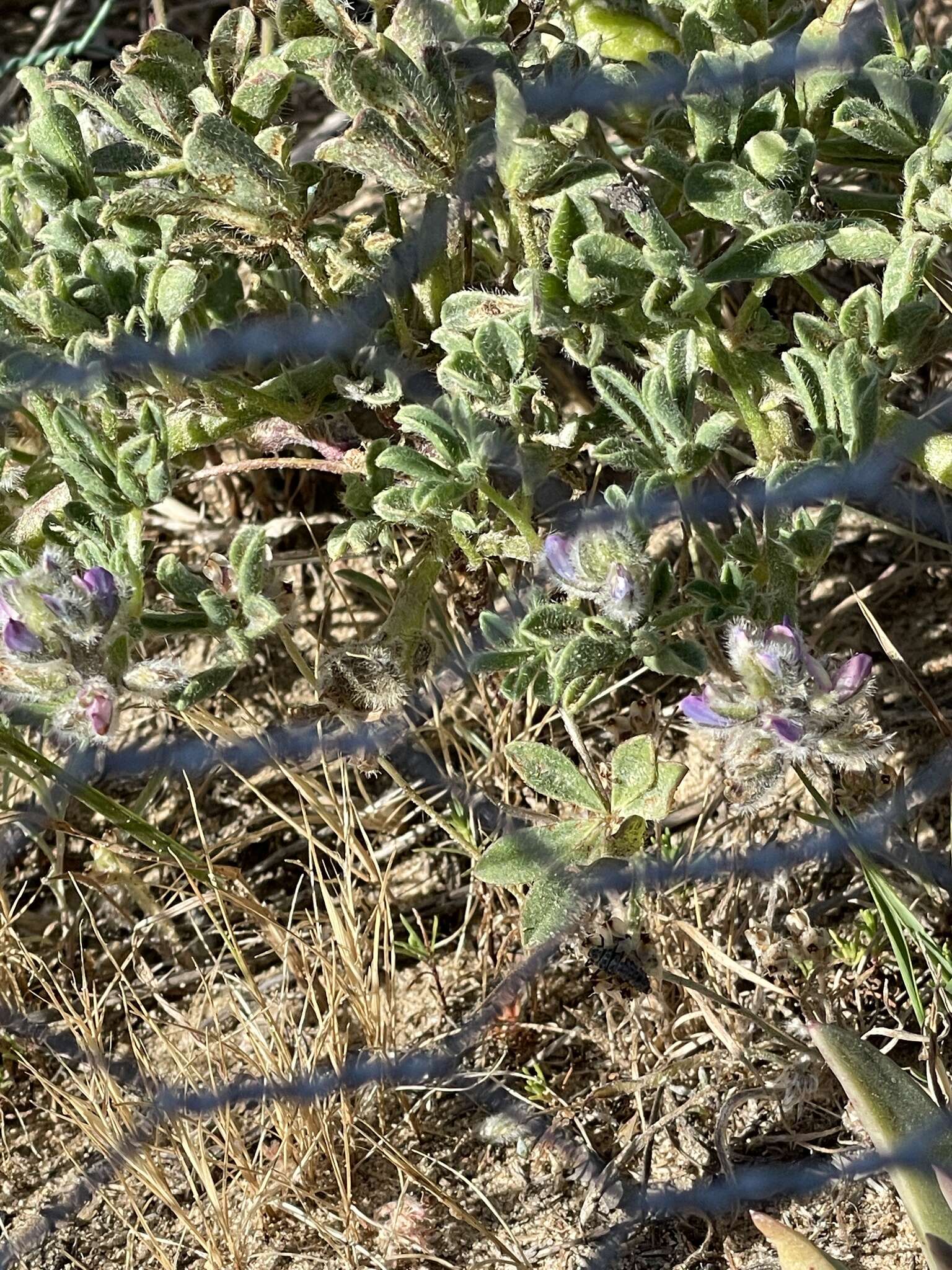 Image of Nipomo Mesa lupine