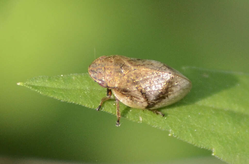 Image of Leafhopper