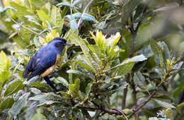 Image of Blue-backed Conebill