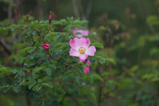 صورة Rosa bella Rehd. & E. H. Wilson