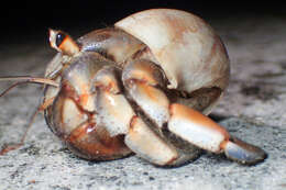 Image of <i>Coenobita purpureus</i>