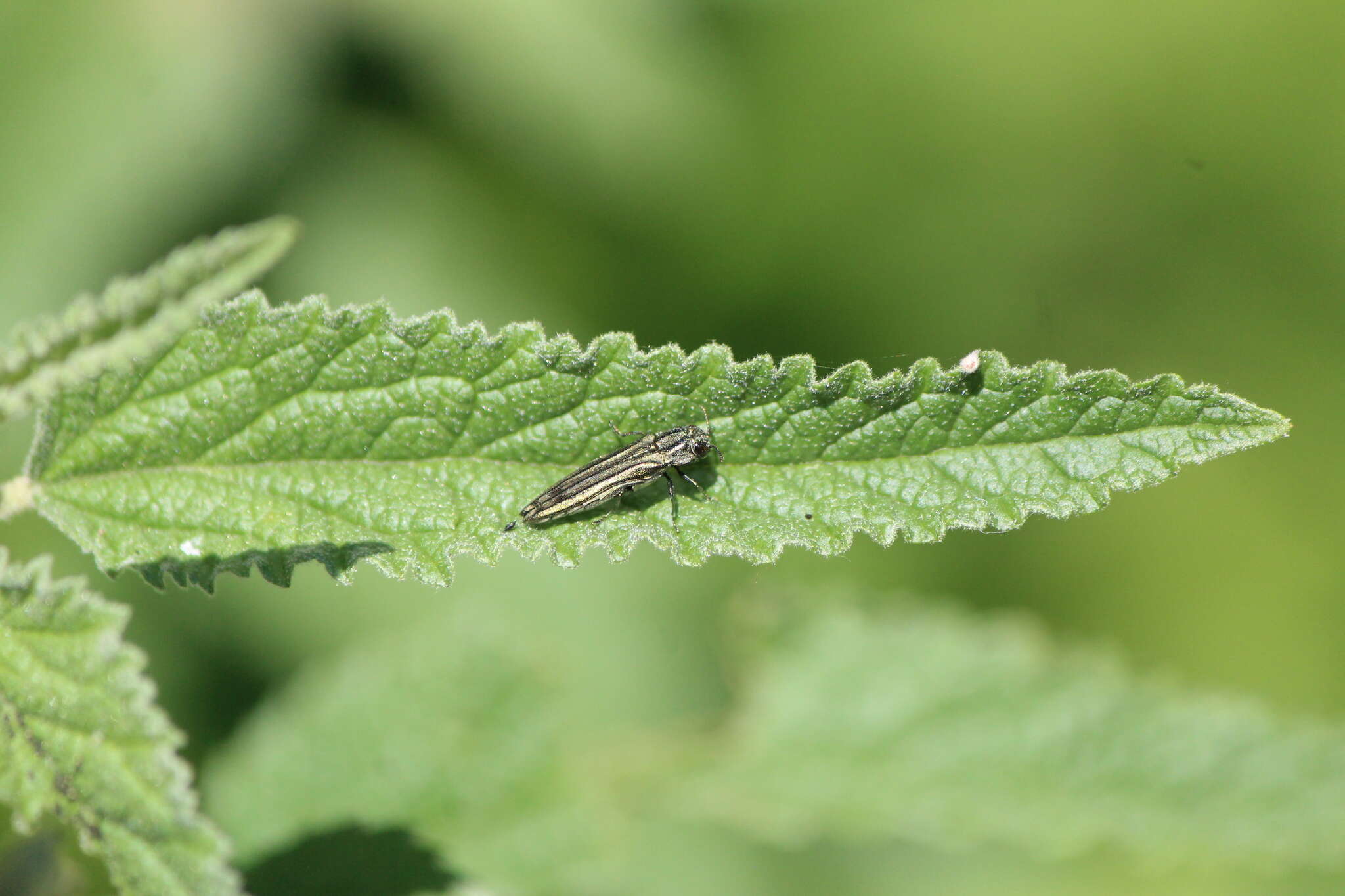 Imagem de Agrilus aureus Chevrolat 1838