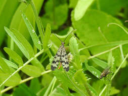 Image of Common scorpionfly