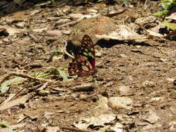 Graphium cyrnus (Boisduval 1836) resmi