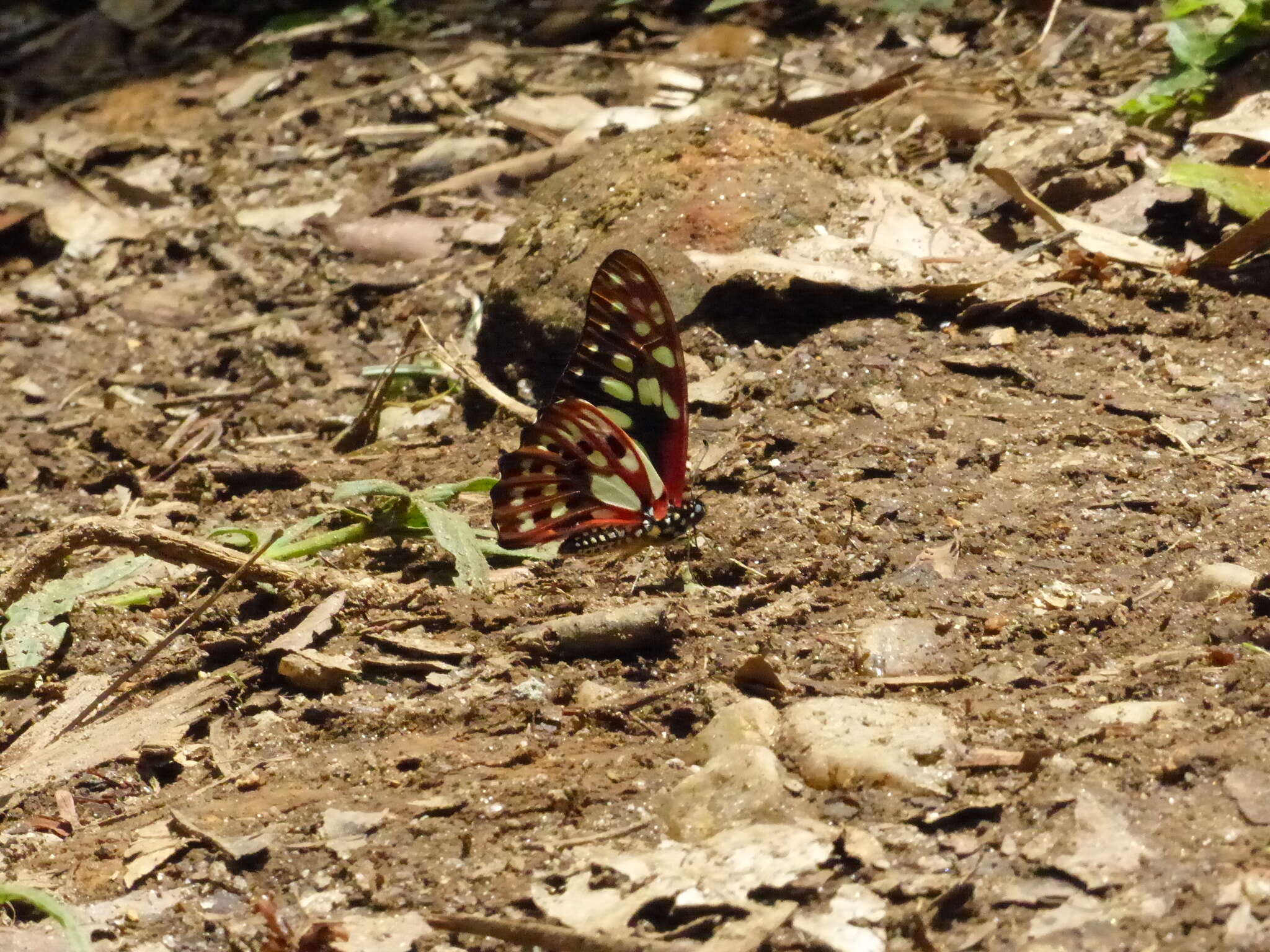 Graphium cyrnus (Boisduval 1836) resmi