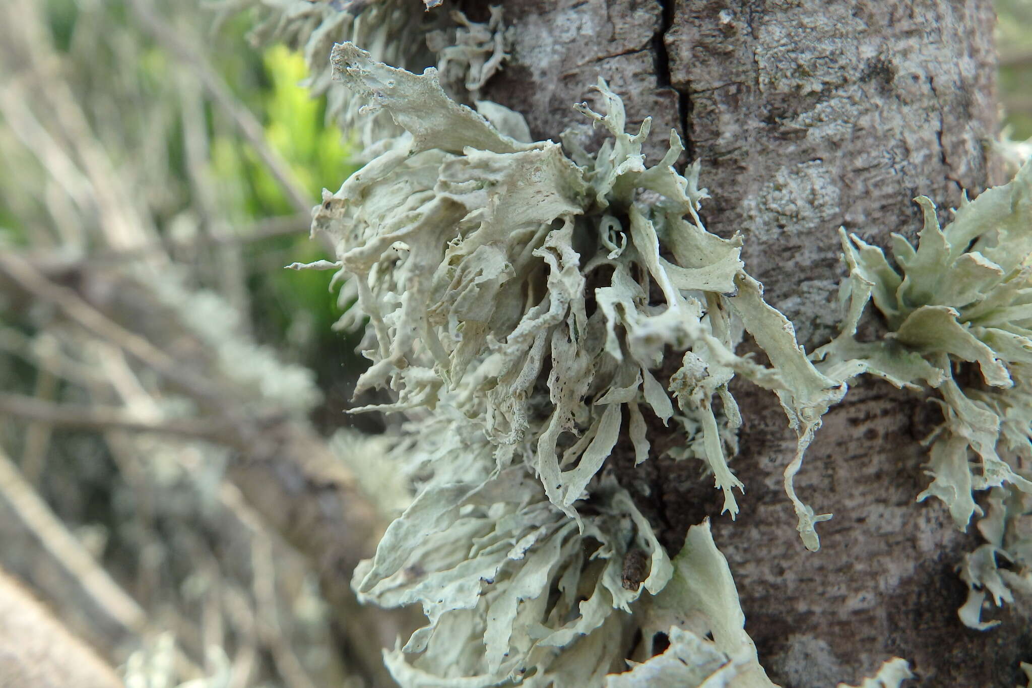 Imagem de Ramalina canariensis J. Steiner