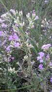 Image of tropical whiteweed