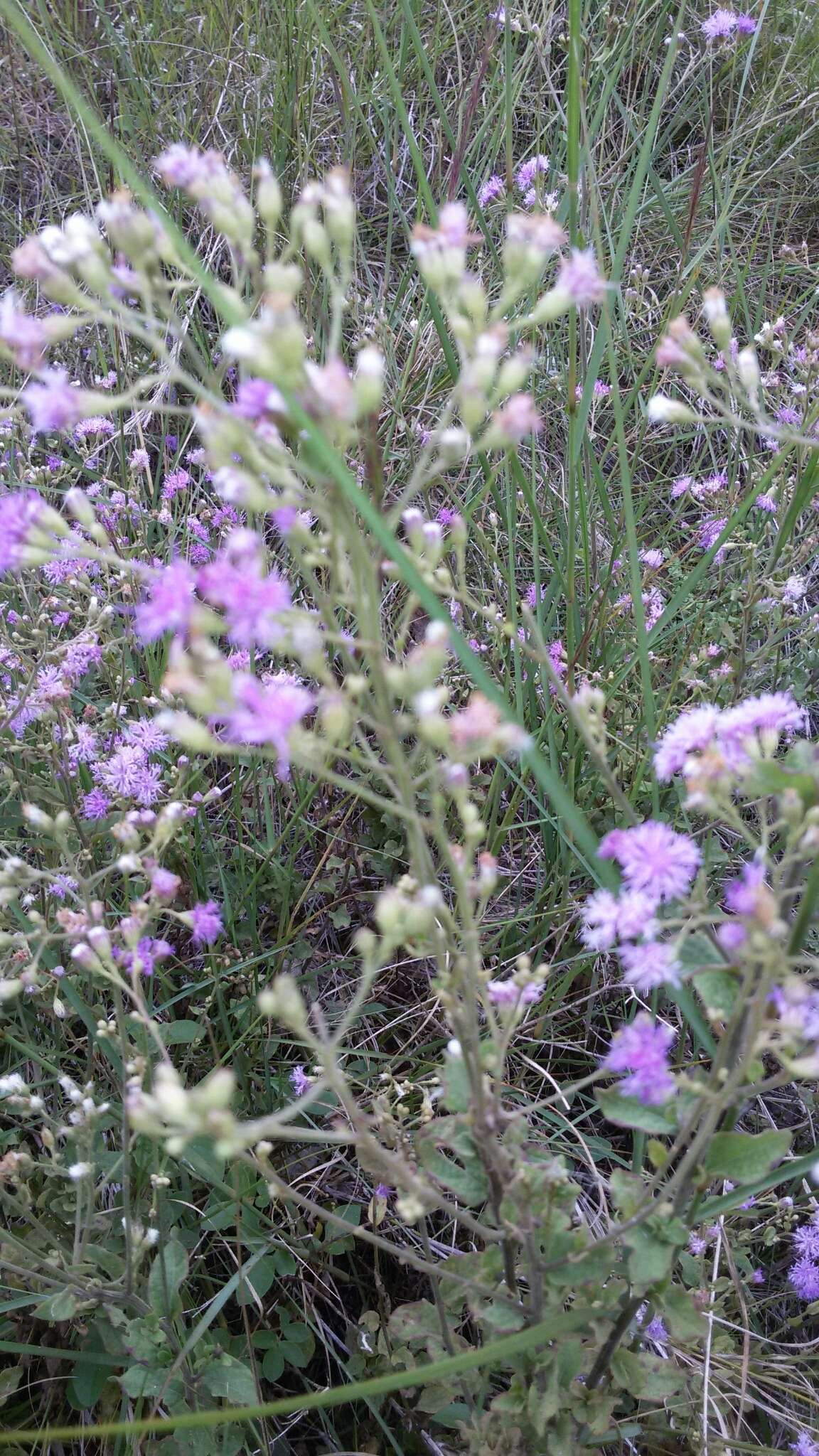 Imagem de Ageratum conyzoides L.