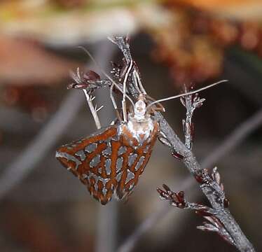 صورة Argyrophora trofonia Cramer 1779