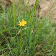 Image de Hypericum silenoides Juss.