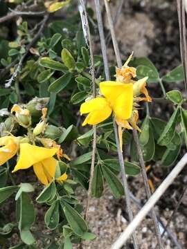 Imagem de Crotalaria medicaginea Lam.