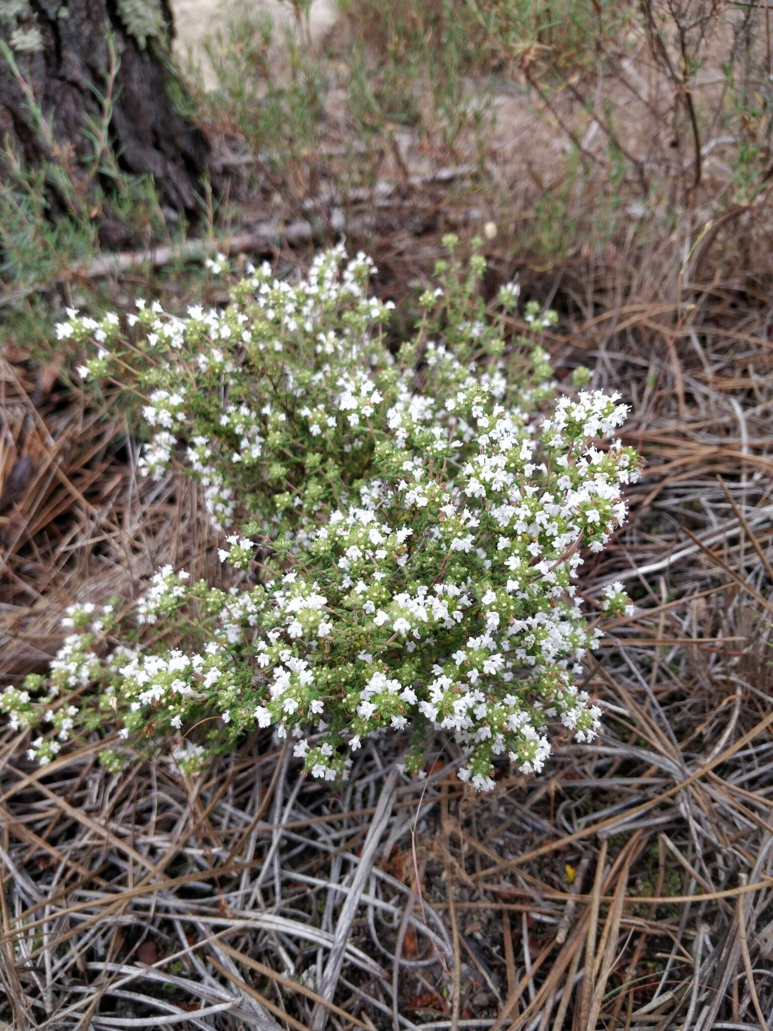 Image of Thymus capitellatus Hoffmanns. & Link