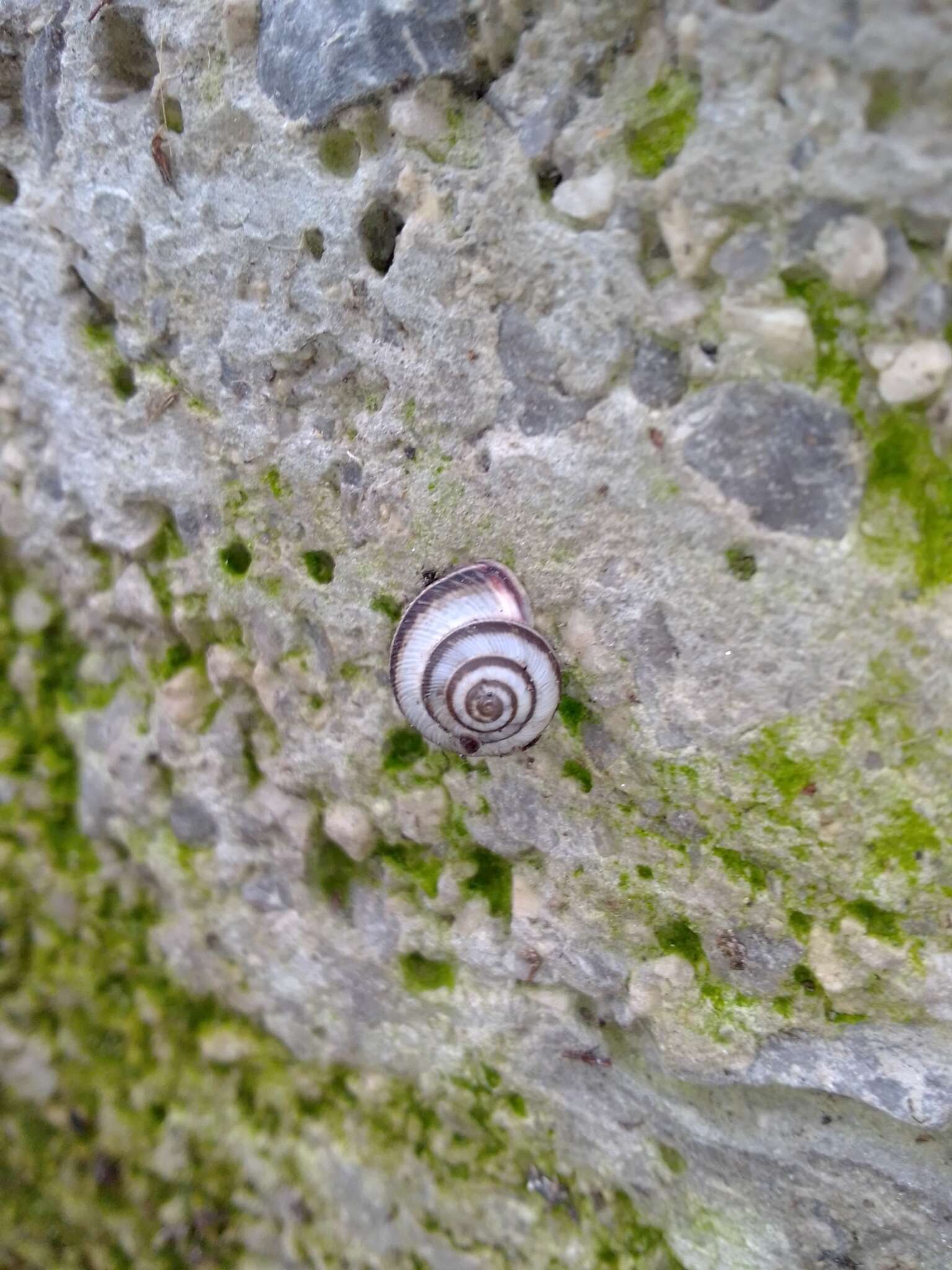 Image of Snail