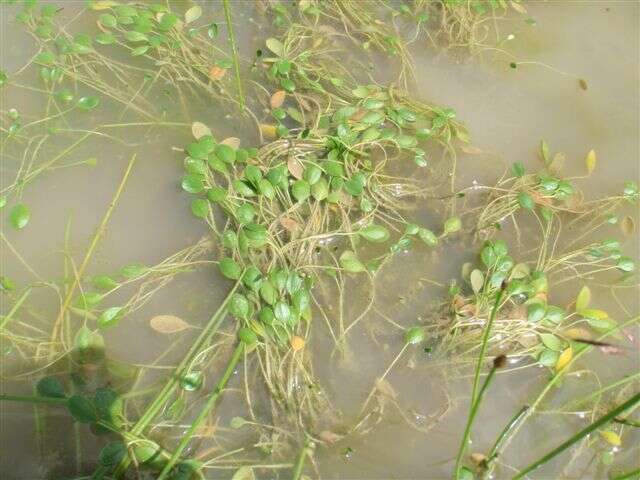 Image of Mudwort