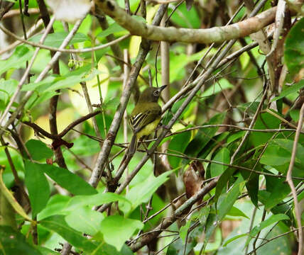 Image of Stripe-necked Tody-Tyrant