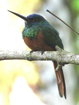 Image of Coppery-chested Jacamar