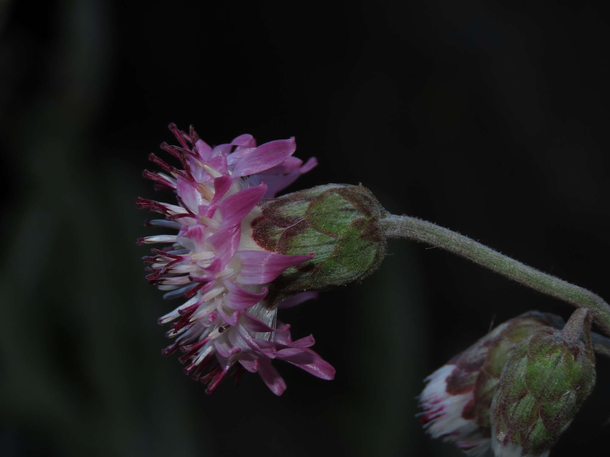 Leucheria floribunda DC. resmi