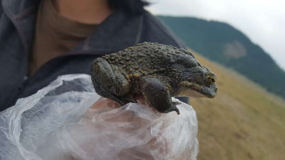 Image of Strauchbufo Fei, Ye & Jiang 2012