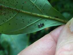 Image of Andromeda Lace Bug