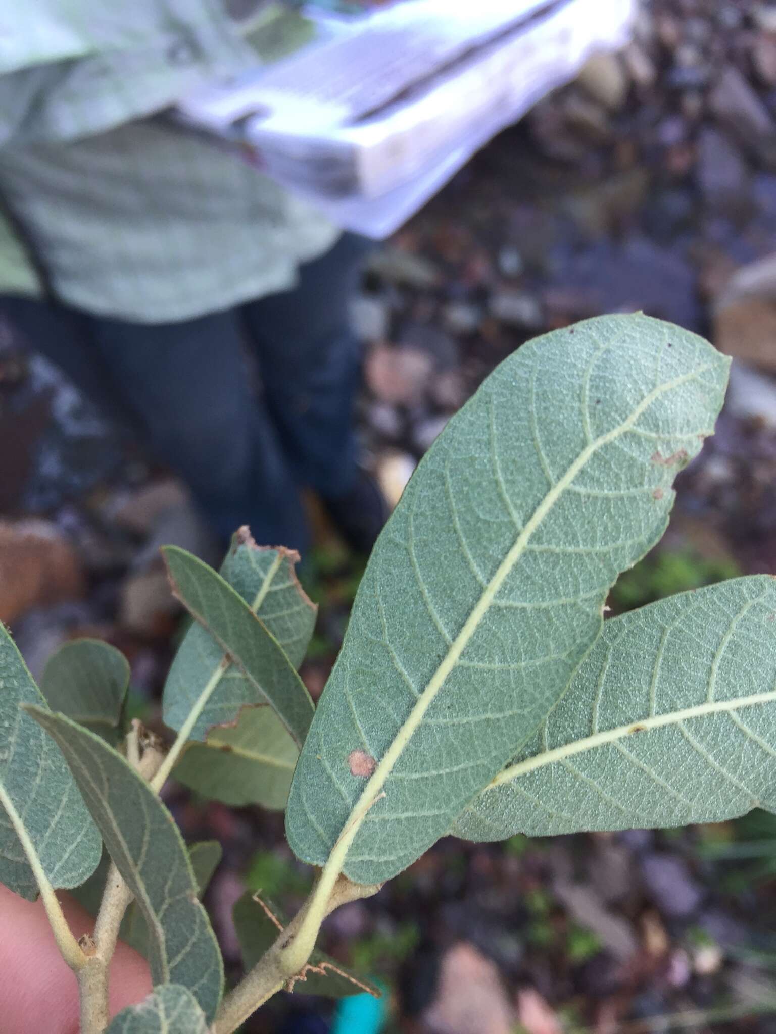 صورة Quercus oblongifolia Torr.