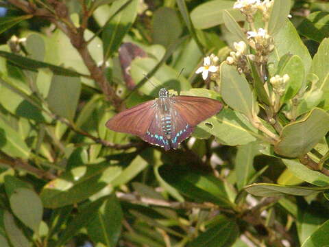 Plancia ëd <i>Phocides pigmalion okeechobee</i>