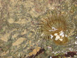 Image of Anthopleura anjunae Den Hartog & Vennam 1993