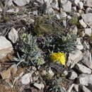 صورة Helianthemum syriacum (Jacq.) Dum.-Courset