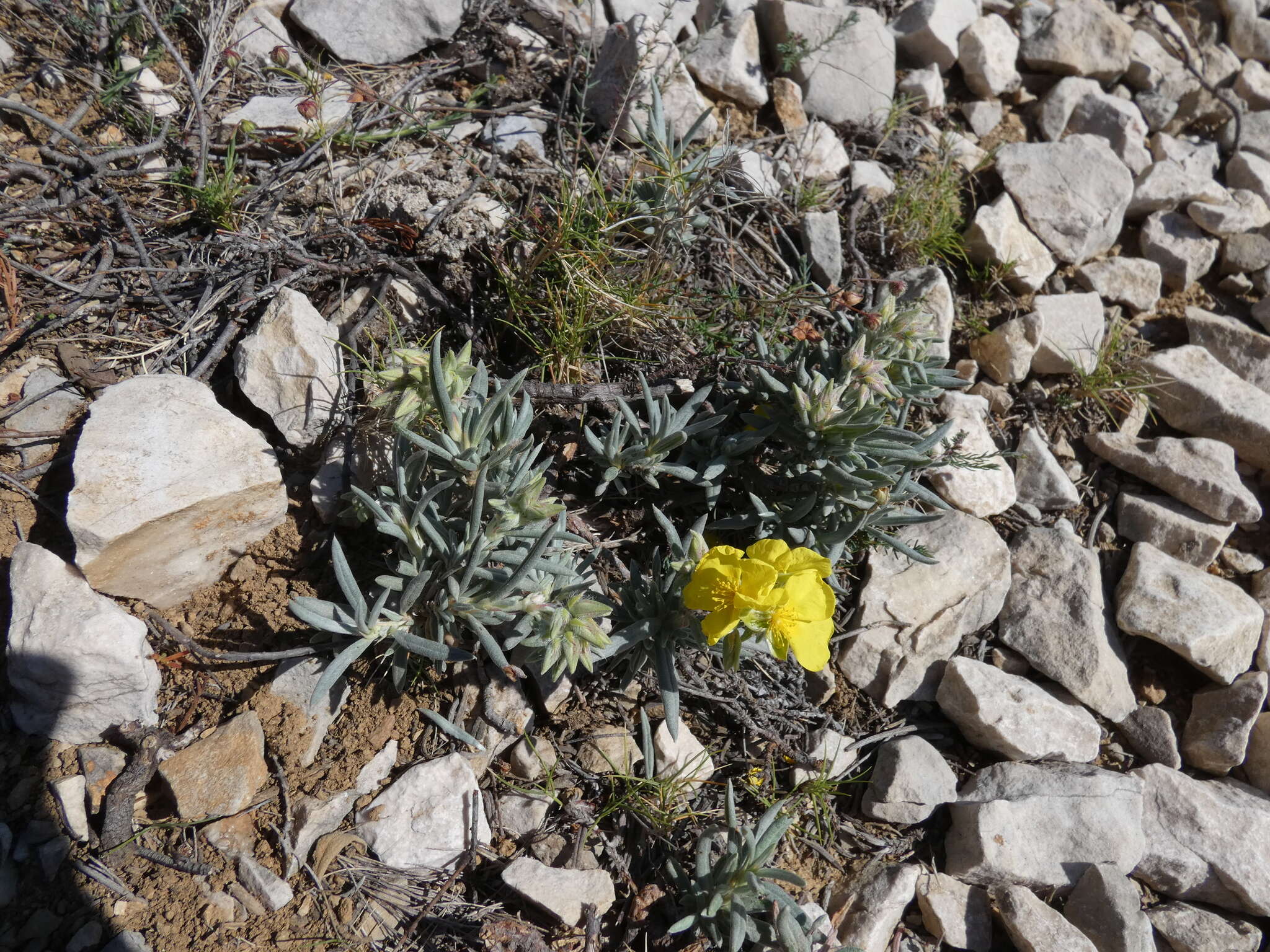 Image of Helianthemum syriacum (Jacq.) Dum.-Courset