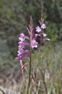 Image of Watsonia knysnana L. Bolus