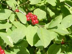 Image of dwarf honeysuckle